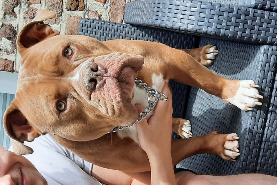 Avviso scomparsa Cane incrocio di razze  Maschio , 3 anni Marchin Belgio