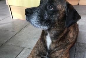 Avviso scomparsa Cane incrocio di razze  Maschio , 8 anni Ottignies-Louvain-la-Neuve Belgio