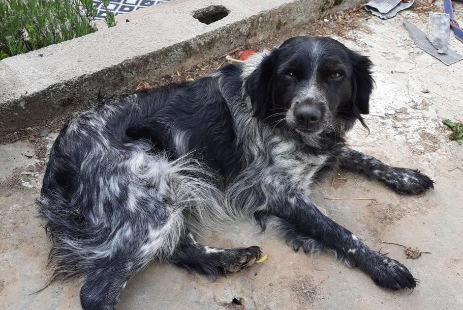 Avviso scomparsa Cane  Femmina , 5 anni Comines-Warneton Belgio