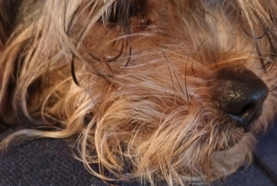 Ontdekkingsalarm Hond  Vrouwtje Bernissart België