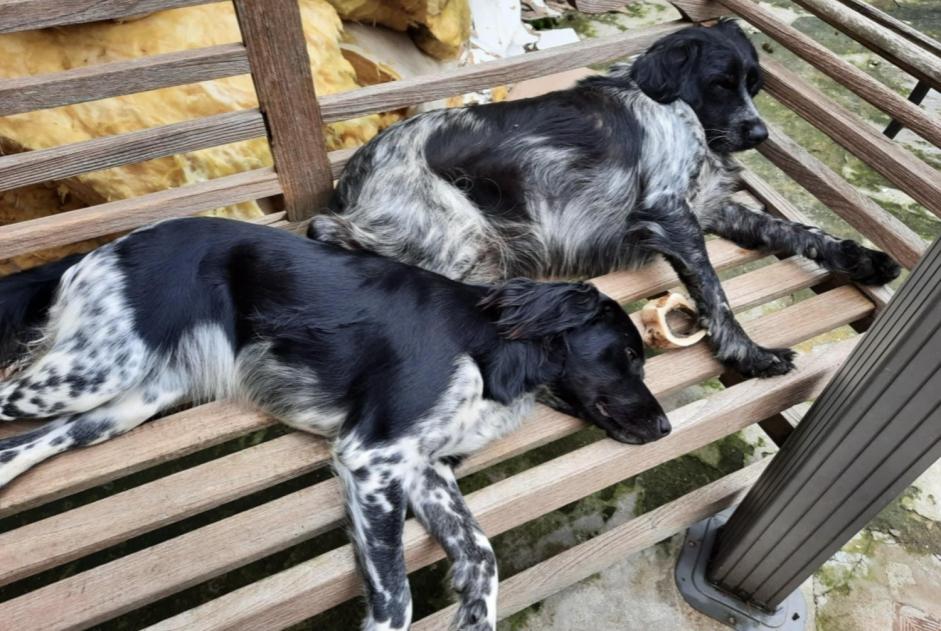 Alerta desaparecimento Cão  Fêmea , 3 anos Comines-Warneton Belgium